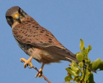 Falcon Photograph with 24-bit RGB Color