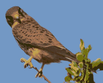 Falcon Photograph with 4-bit Optimized Palette