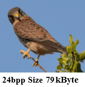Falcon image in different color modes 24, 8, and 4 bpp