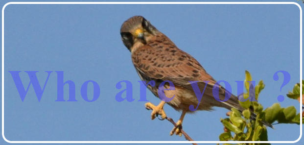 Falcon photograph converted to a small pixel based image