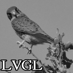 LVGL logo in 8bpp grey after conversion