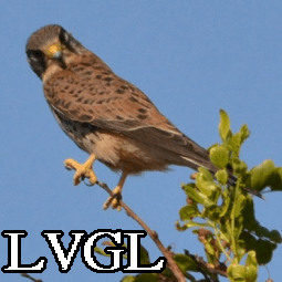 LVGL logo in color before conversion