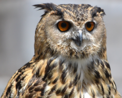 Owl Photograph with 24-bit RGB Color
