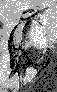 woodpecker 2 bpp gray with dither