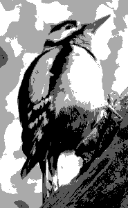 woodpecker 2 bpp gray