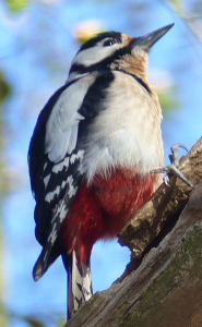 woodpecker 24 bpp rgb