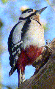 woodpecker 8 bpp rgb with dither