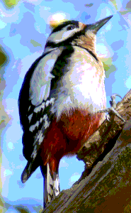 woodpecker 8 bpp rgb